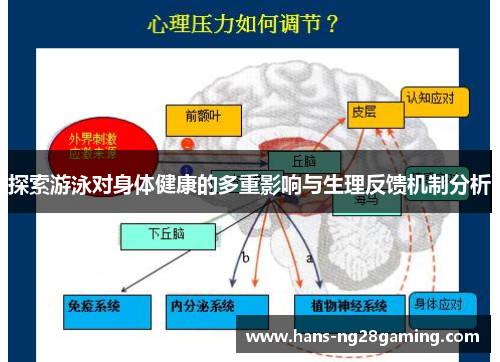 探索游泳对身体健康的多重影响与生理反馈机制分析